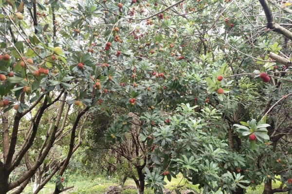 Xiangshan Conch Recognized as a National Green Factory
